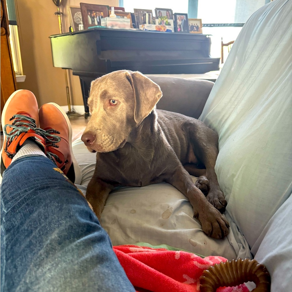 Mom says I can’t have her shoes. She’s selling them on Poshmark. ☹️🐾